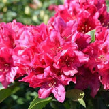Nova Zembla Rhododendron