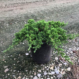 Japanese Garden Juniper
