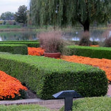 Winter Gem Boxwood