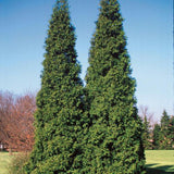 Spring Grove® Arborvitae