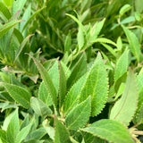 Dwarf Nikko Deutzia