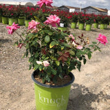 Double Pink Knock Out® Rose