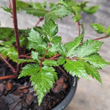Vision in Red Chinese Astilbe