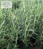 Arp Rosemary