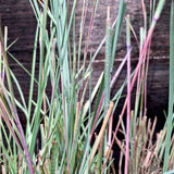 The Blues Little Bluestem