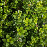 Baby Gem™ Boxwood