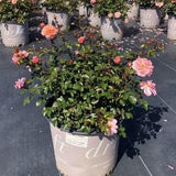 Apricot Drift® Rose