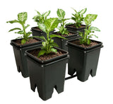Active Aqua Grow Flow 2.0 Expansion Kit w/ six 5 gal Square Pots