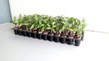 Pure Rooters - 42MM Coco Plugs/Pellets
