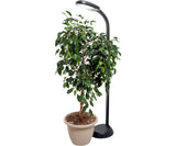 Agrobrite Standing CFL Plant Lamp 27W