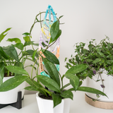 BARE™ Anthrulla™ - Customizable wooden plant support - Inspired by the Queen Anthurium leaf