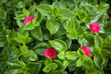 20 Aptenia cordifolia Cuttings | Baby Sun Rose Ice Plant | Unrooted 4–7” Succulent Stems | Red/Pink Groundcover for Gardens & Pots