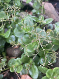 Crassula multicava 'Fairy Crassula' Cuttings, 5 Succulent Stems, Drought-Tolerant, USDA Zones 9-11