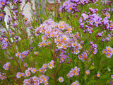 6 Tatarian Aster Plants or Roots – Hardy Perennial Lavender Blooms – Healthy Live Starters for Fall or Spring Planting