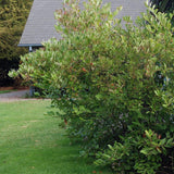 Brilliantissima Chokeberry