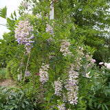 Blue Moon Wisteria