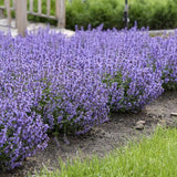 Cat's Pajamas Catmint