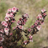 Tiny Wine® Ninebark