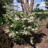 Snowmound Spirea