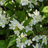 Dwarf Nikko Deutzia