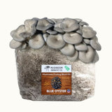 3 Pack - Gold, Pink, and Blue Oyster Mushroom Grow Kit Fruiting Block - 15 LBS