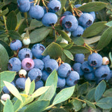 Sunshine Blue Blueberry (Mid to Late Harvest)