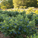 Sunshine Blue Blueberry (Mid to Late Harvest)