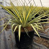 Color Guard Adam's Needle, Yucca
