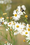 500 Boltonia asteroides Seeds | False Aster | Native Perennial Wildflower | Pollinator-Friendly Meadow & Garden Plant