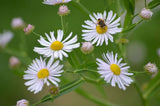 500 Boltonia asteroides Seeds | False Aster | Native Perennial Wildflower | Pollinator-Friendly Meadow & Garden Plant