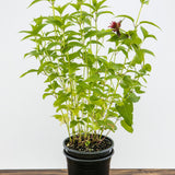 Jacob Cline Bee Balm