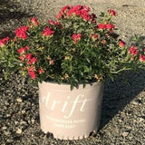 Red Drift® Rose