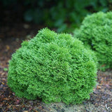 Tater Tot® Arborvitae
