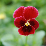 Penny™ Red Blotch Viola