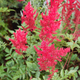Fanal Astilbe