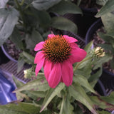 PowWow® Wild Berry Echinacea, Coneflower