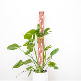 Zella - Wooden Extendable Plant Support