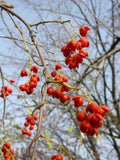 30 Celastrus scandens Seeds | American Bittersweet | Native Climbing Vine | Ornamental Berry & Wildlife Plant