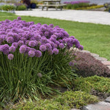 Serendipity Ornamental Onion