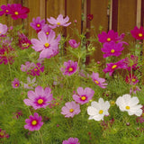 Cosmos, Sensation Mix (1/4 lb)