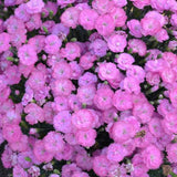 Fruit Punch® Sweetie Pie Dianthus