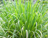 5 Live Lemongrass Stalk Plugs - Organic Cymbopogon citratus Herb Plant for Tea, Cooking, Repelling Mosquitoes - Healthy Live Roots