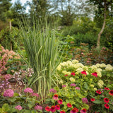 Prairie Winds® Totem Pole Switch Grass