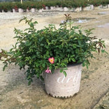 Pink Drift® Rose