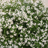 Yuki Snowflake® Deutzia