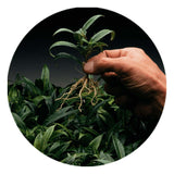 Dip 'N Grow 'N Grow Liquid Rooting Concentrate - 16oz