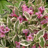 My Monet® Weigela