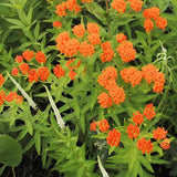 Butterfly Weed