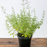 Junior Walker™  Catmint