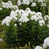 Luminary® Backlight Phlox